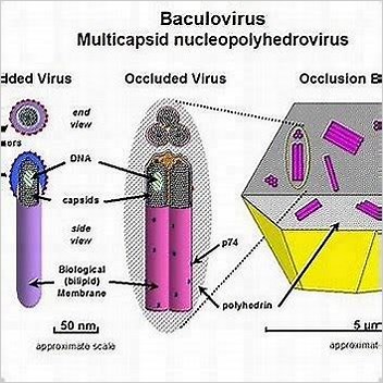 Nuclear Polyhedrosis Virus All Articles With Unsourced Statements