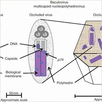 Nuclear Polyhedrosis Virus All Articles With Unsourced Statements