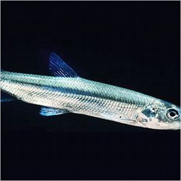 Rainbow Smelt Fish Of The Great Lakes